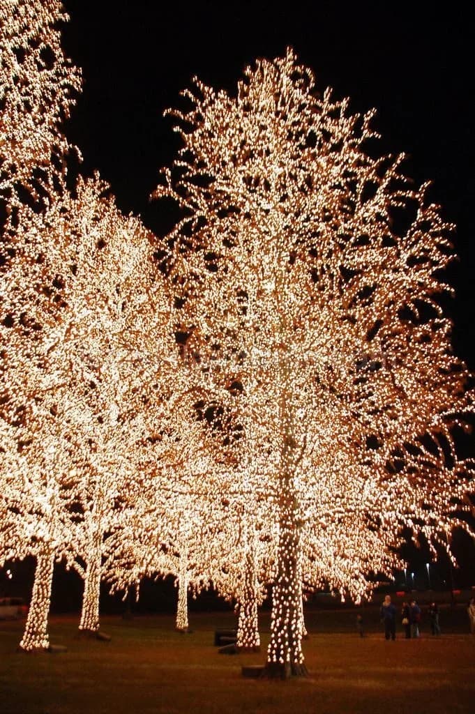 Çubuk - Agaclar tamamen led isikla sarili gece