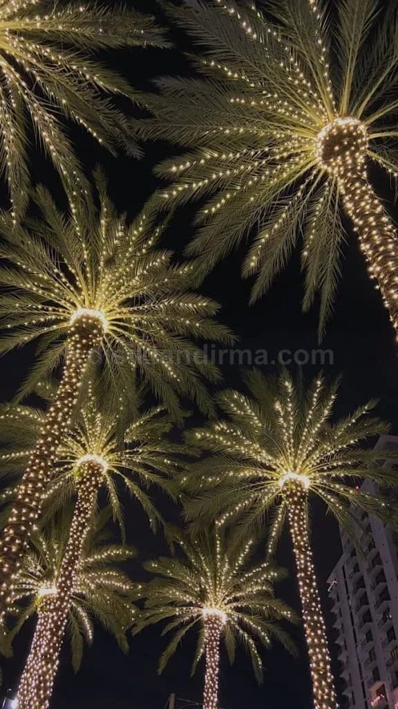Niğde - Gece isiklarla sarilmis uzun palmiye agaclari