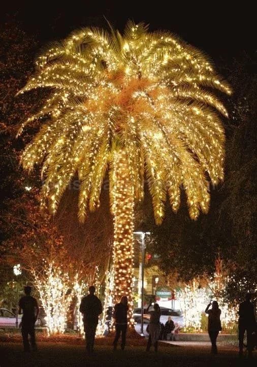 Düzce - Sicak beyaz LED sarili buyuk palmiye agaci gece